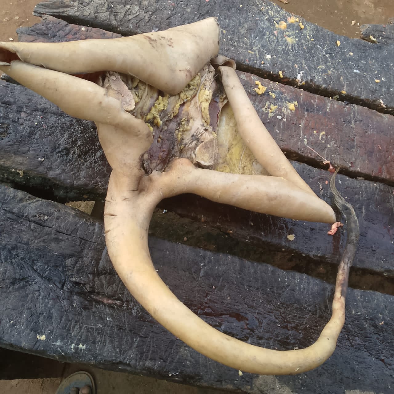 Cow Tail thumbnail 1
