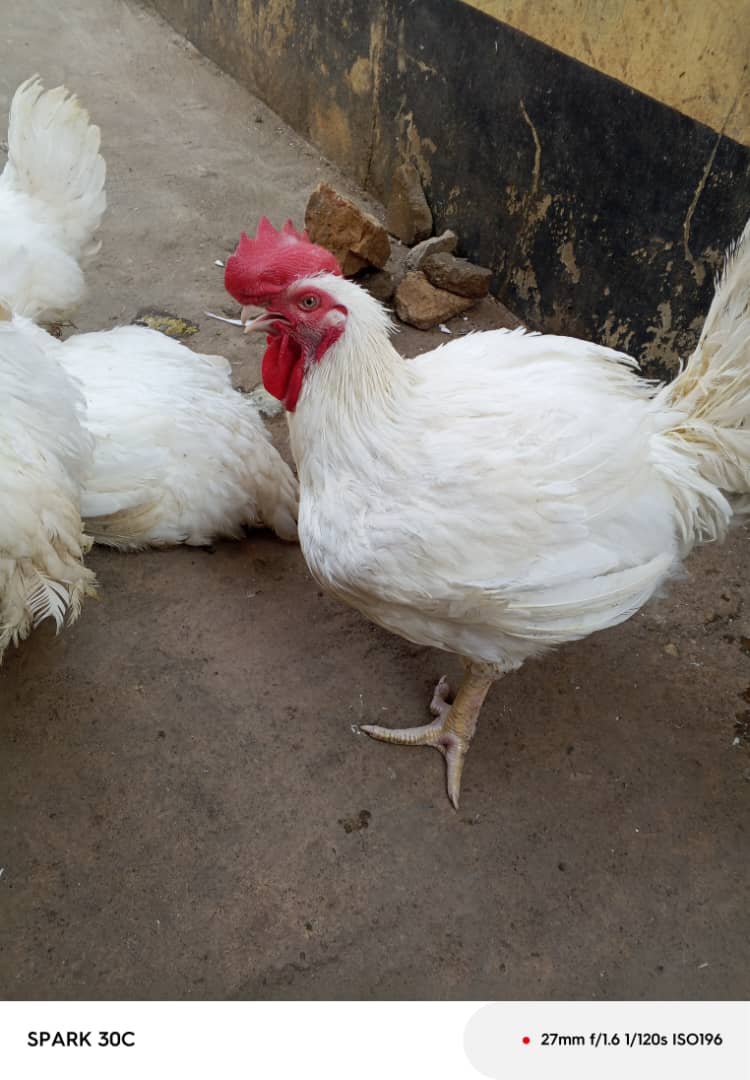 Live Chicken in Kaduna