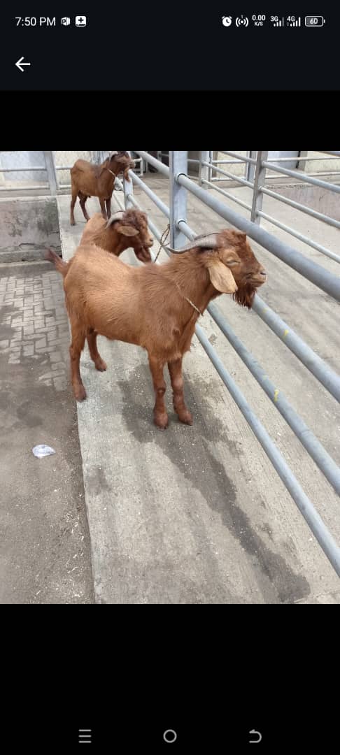Live Goat in Kaduna