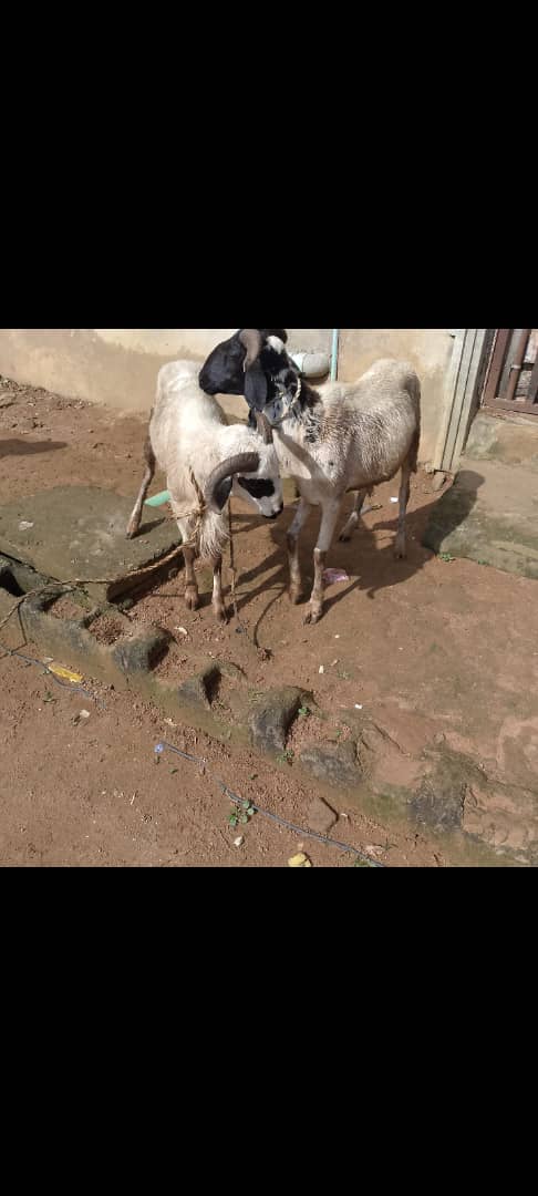 Live Ram in Kaduna
