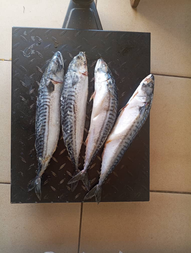 Sardine - Titus Fish in Kaduna