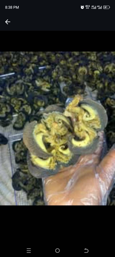 Snail in Kaduna