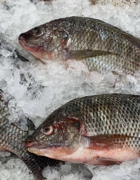 Tilapia Fish in Kaduna